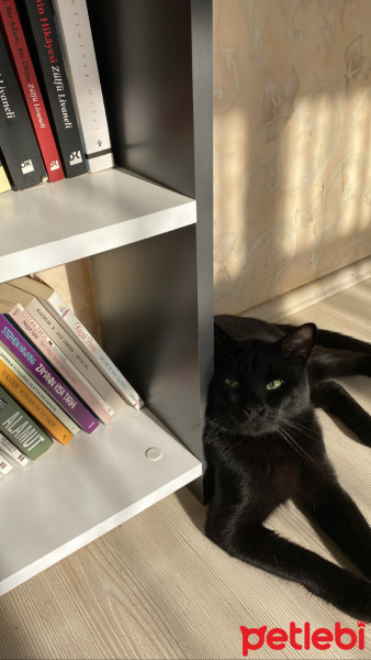 Bombay, Kedi  Zeytin fotoğrafı