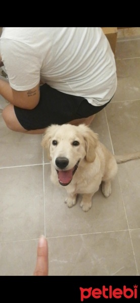 Golden Retriever, Köpek  Neo fotoğrafı