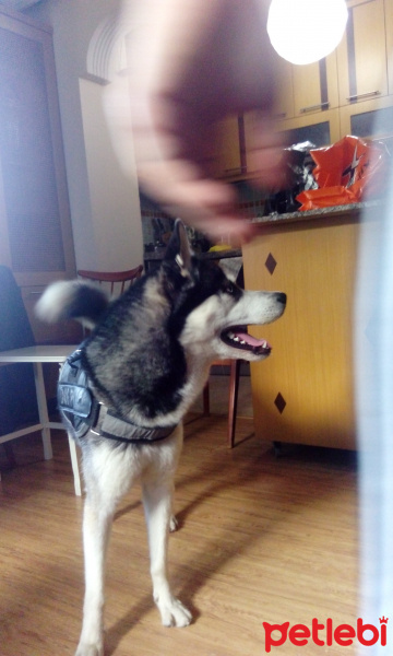 Sibirya Kurdu (Husky), Köpek  Ice fotoğrafı