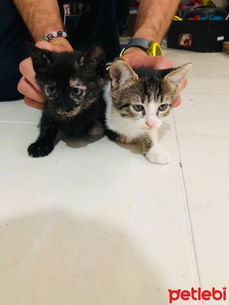 Tekir Kedi, Kedi  Tekir Kedi fotoğrafı