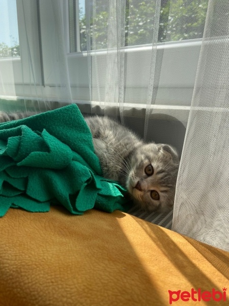 Scottish Fold, Kedi  SCOTTISH FOLD ERKEK YAVRU fotoğrafı