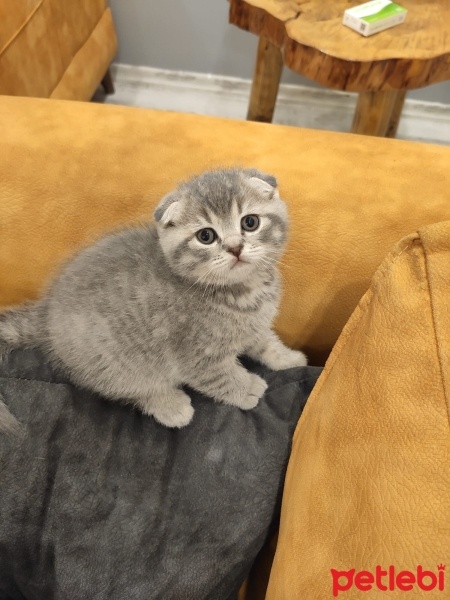 Scottish Fold, Kedi  SCOTTISH FOLD ERKEK YAVRU fotoğrafı