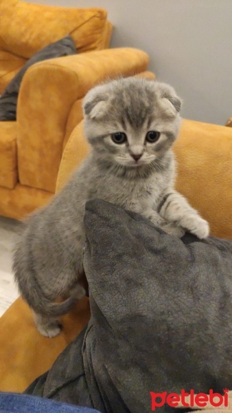 Scottish Fold, Kedi  SCOTTISH FOLD ERKEK YAVRU fotoğrafı