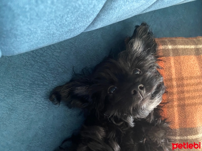 Poodle (Minyatür Kaniş), Köpek  Misha fotoğrafı