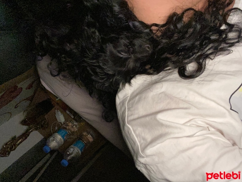 Poodle (Minyatür Kaniş), Köpek  Misha fotoğrafı