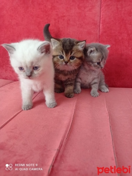 British Shorthair, Kedi  Boncuklar fotoğrafı