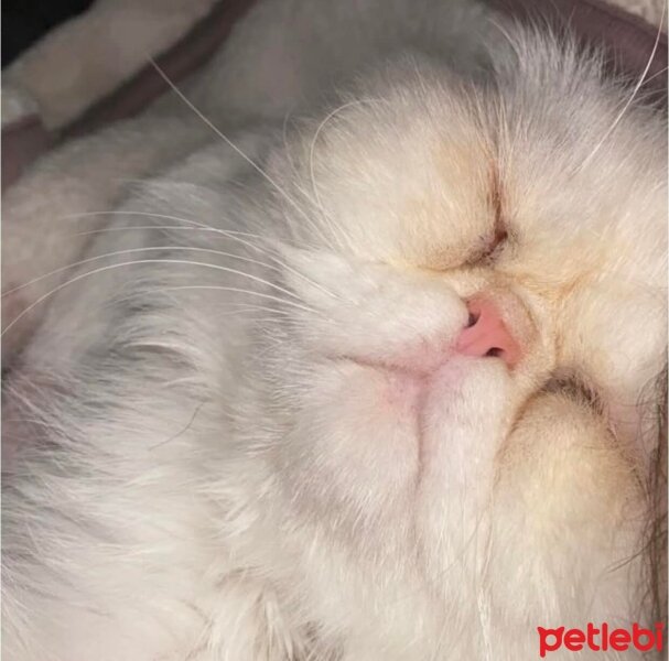 Exotic Shorthair, Kedi  ŞERO fotoğrafı