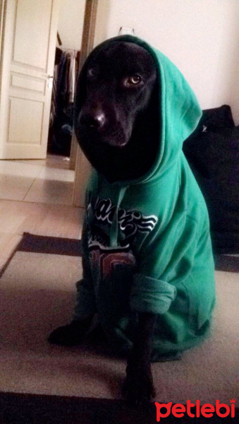 Labrador Retriever, Köpek  ALFA fotoğrafı