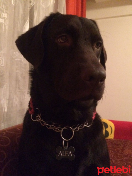 Labrador Retriever, Köpek  ALFA fotoğrafı