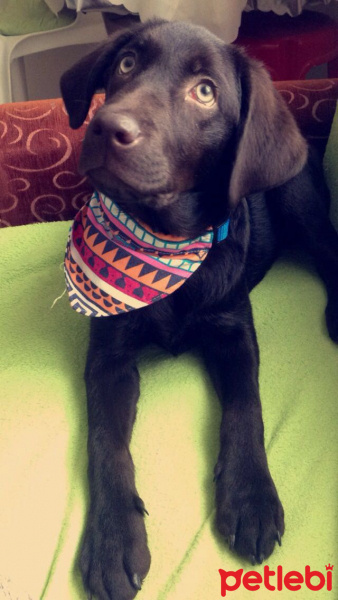Labrador Retriever, Köpek  ALFA fotoğrafı