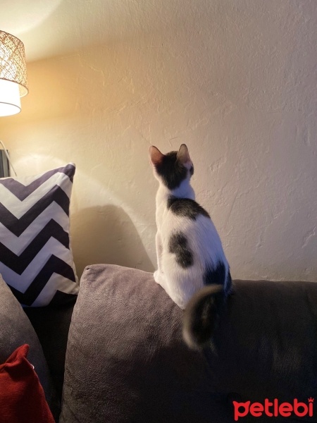 Tekir Kedi, Kedi  Sürpriz fotoğrafı