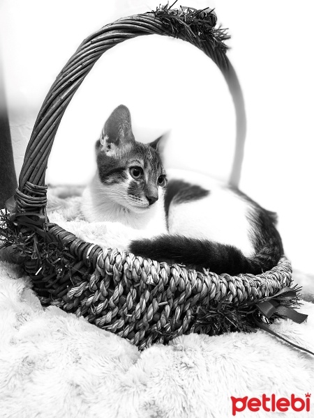 Tekir Kedi, Kedi  Sürpriz fotoğrafı