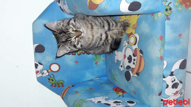 Tekir Kedi, Kedi  Minnoş fotoğrafı