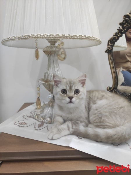 British Shorthair, Kedi  Balamir fotoğrafı