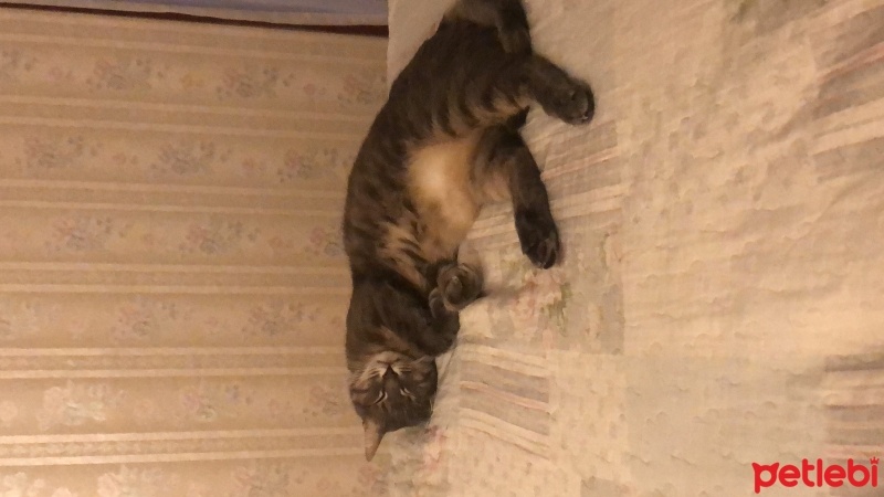 Tekir Kedi, Kedi  Duman fotoğrafı