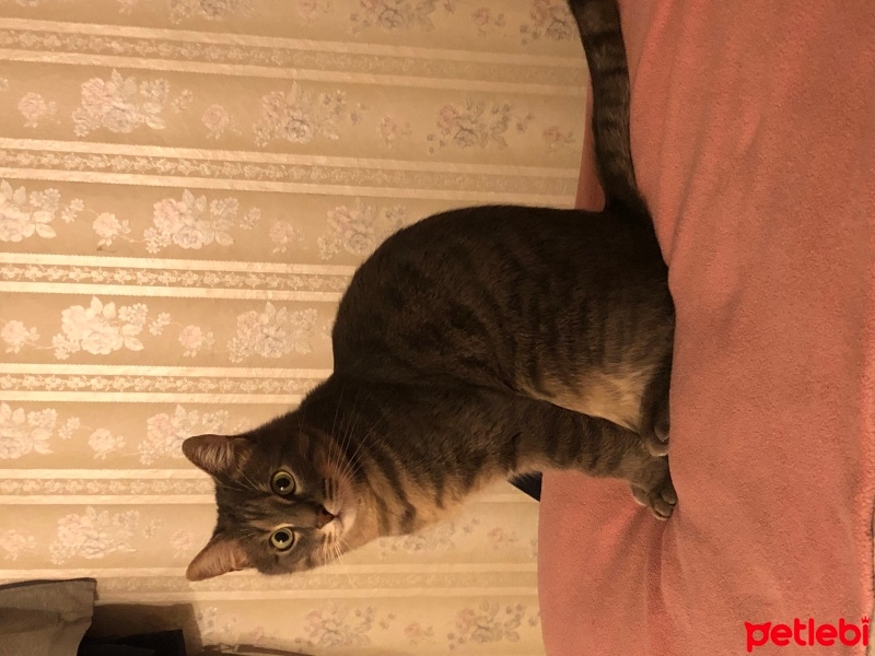 Tekir Kedi, Kedi  Duman fotoğrafı