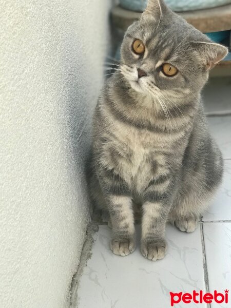 British Shorthair, Kedi  Minnak fotoğrafı