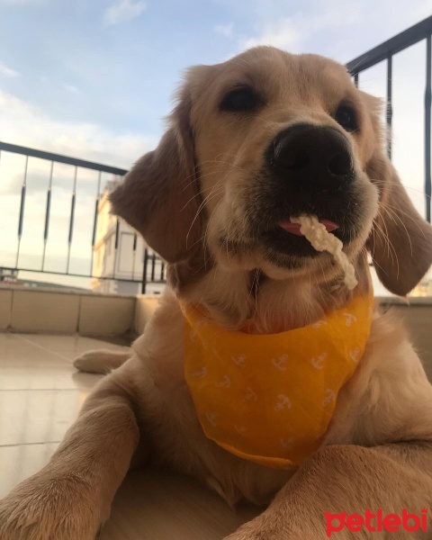 Golden Retriever, Köpek  Pera fotoğrafı