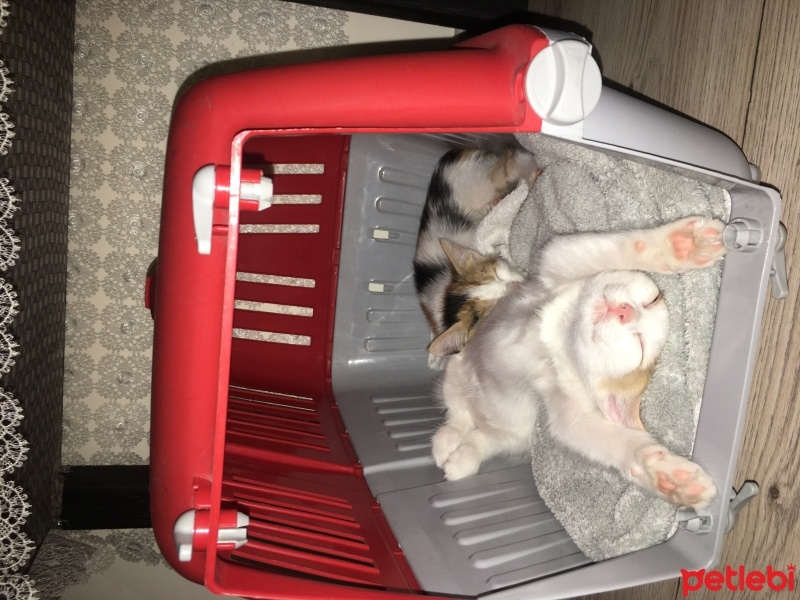 Tekir Kedi, Kedi  Zilli boncuk fotoğrafı