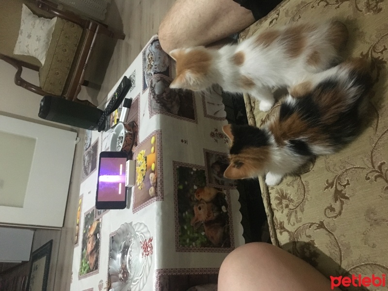 Tekir Kedi, Kedi  Zilli boncuk fotoğrafı