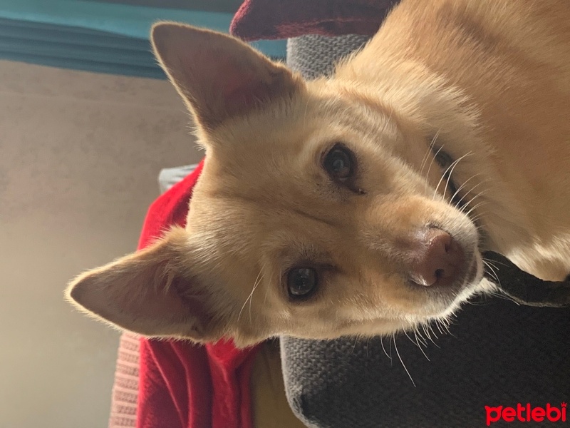 Chihuahua, Köpek  momo fotoğrafı
