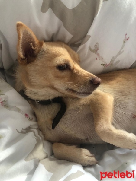 Chihuahua, Köpek  momo fotoğrafı
