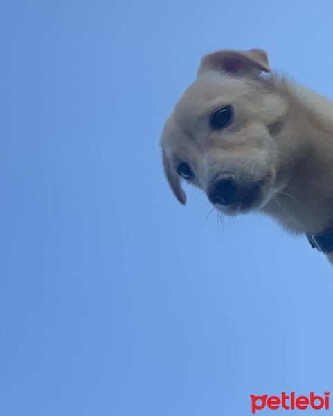 Chihuahua, Köpek  Rei fotoğrafı