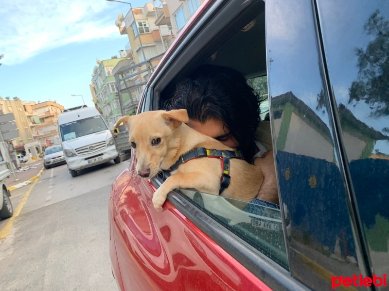 Chihuahua, Köpek  Rei fotoğrafı