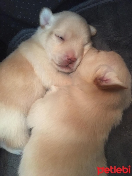 Chihuahua, Köpek  Rei fotoğrafı