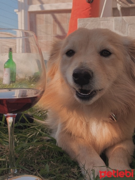 Pomeranyalı, Köpek  cookie fotoğrafı
