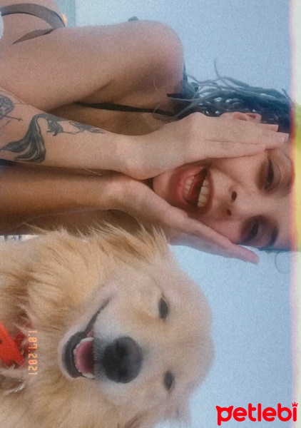 Pomeranyalı, Köpek  cookie fotoğrafı