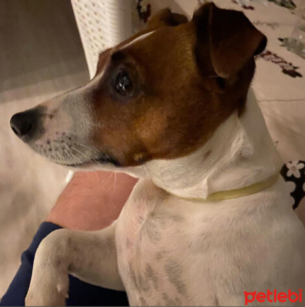 Jack Russell Terrier, Köpek  Şiraz fotoğrafı