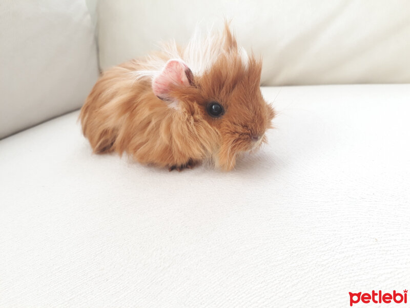 Guinea Pig, Kemirgen  Bubble fotoğrafı