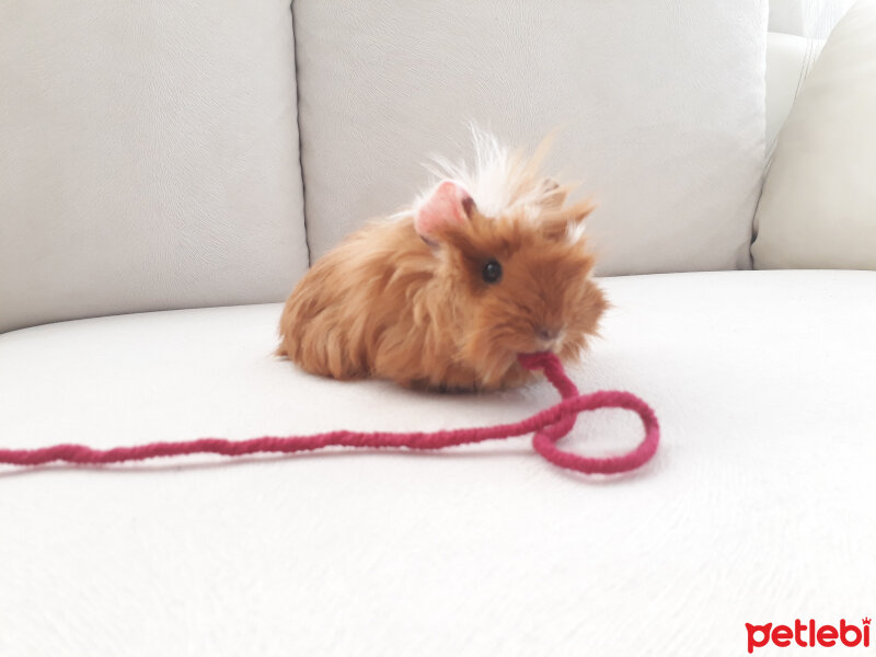 Guinea Pig, Kemirgen  Bubble fotoğrafı