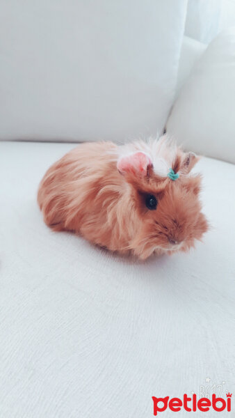 Guinea Pig, Kemirgen  Bubble fotoğrafı