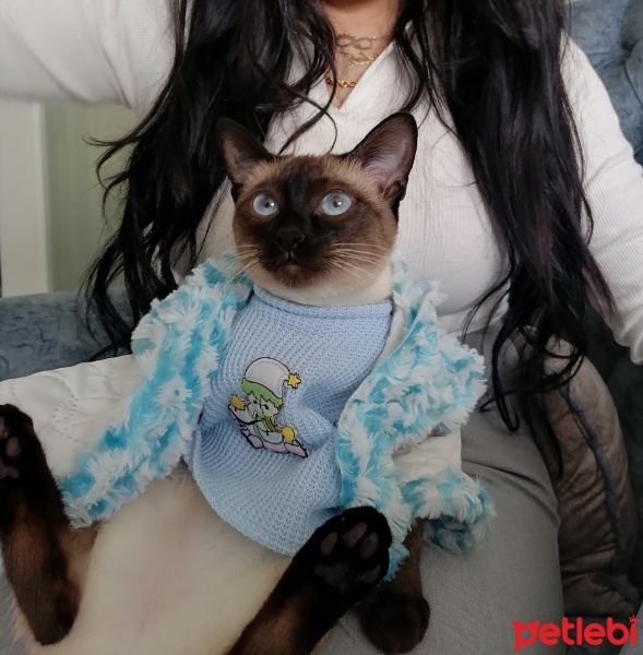 Siyam Kedisi, Kedi  Venüs fotoğrafı