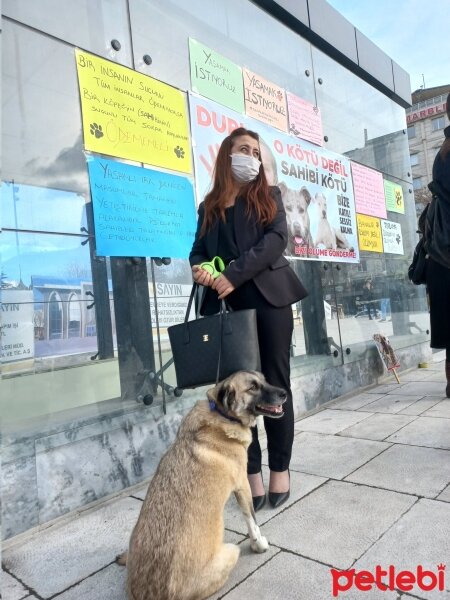 Kangal, Köpek  Oxi fotoğrafı