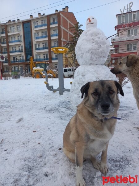 Kangal, Köpek  Oxi fotoğrafı