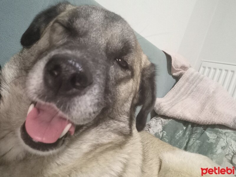 Kangal, Köpek  Oxi fotoğrafı