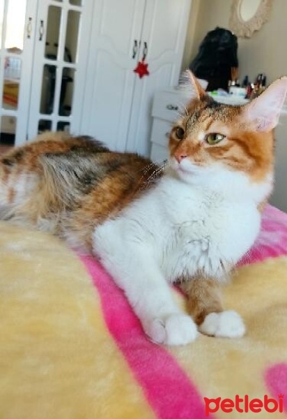 Tekir Kedi, Kedi  Tarçın fotoğrafı