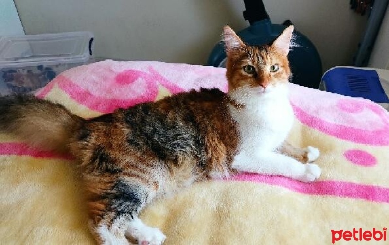 Tekir Kedi, Kedi  Tarçın fotoğrafı