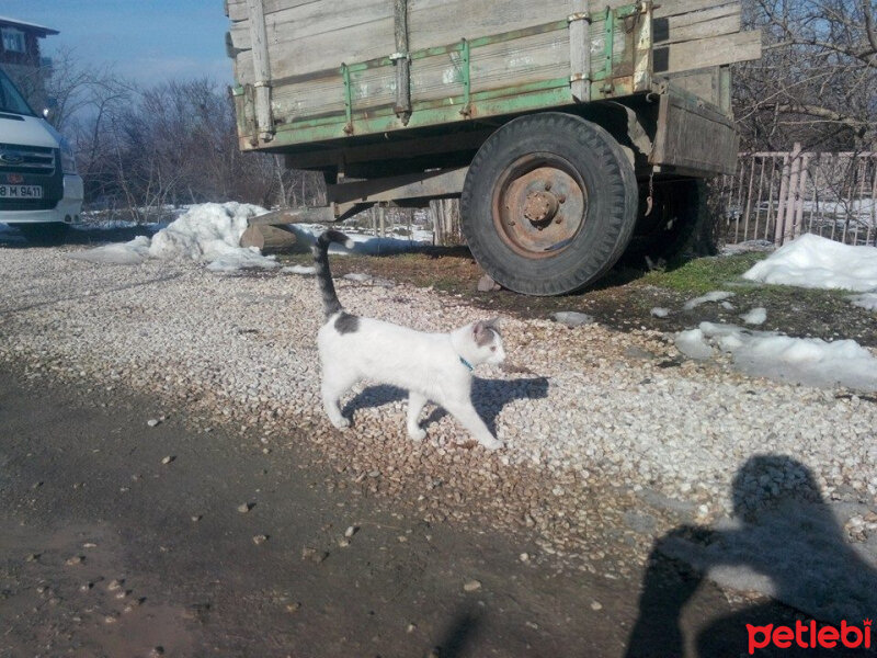 Ankara Kedisi, Kedi  Beyaz fotoğrafı