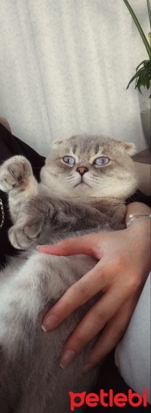 Scottish Fold, Kedi  Haşmet fotoğrafı