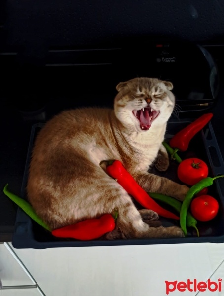 Scottish Fold, Kedi  Haşmet fotoğrafı