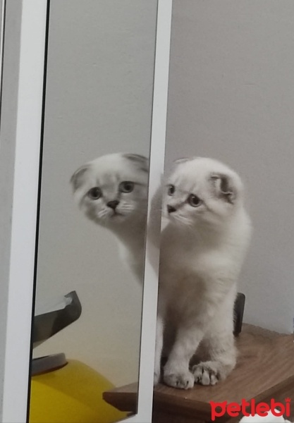 Scottish Fold, Kedi  Haşmet fotoğrafı