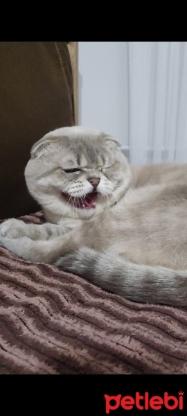 Scottish Fold, Kedi  Haşmet fotoğrafı
