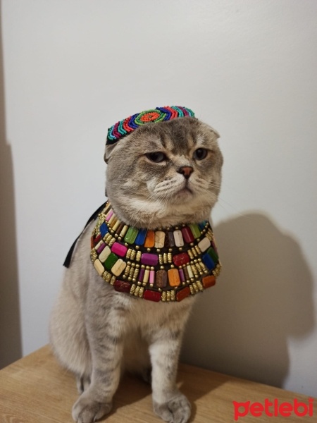 Scottish Fold, Kedi  Haşmet fotoğrafı