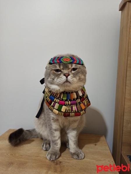 Scottish Fold, Kedi  Haşmet fotoğrafı