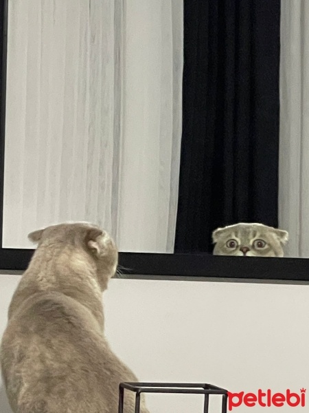 Scottish Fold, Kedi  Haşmet fotoğrafı