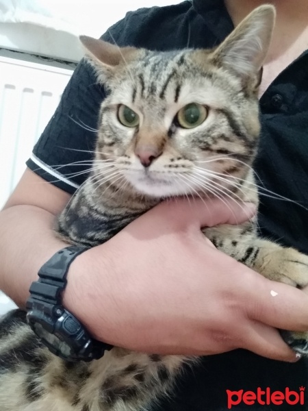 Tekir Kedi, Kedi  Pati fotoğrafı